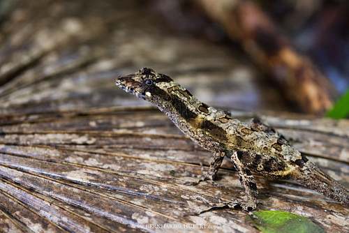 Anolis lemurinus - Ghost Anole