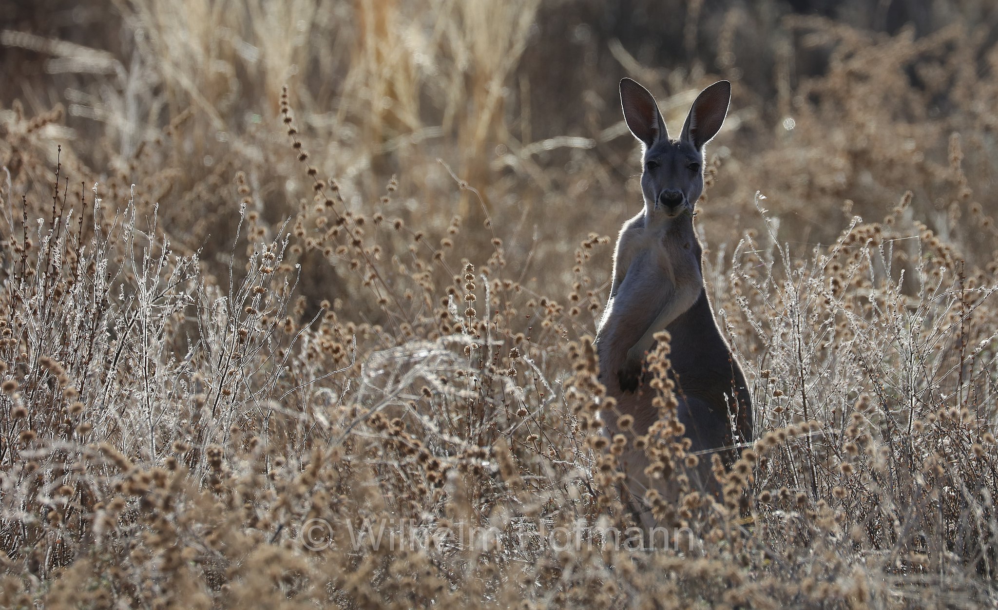 red kangaroo, Rotes Riesenkänguru, canguro rosso, Osphranter rufus, Wilpena Pound, Ikara–Flinders Ranges National Park, Ikara-Flinderskette-Nationalpark, parco nazionale Monti Flinders, South Australia, Südaustralien, Australia Meridionale, Australia, Australien