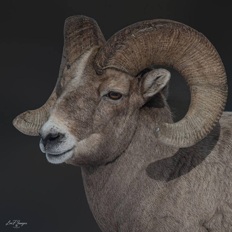 Ram's Head (Bighorn Sheep)
