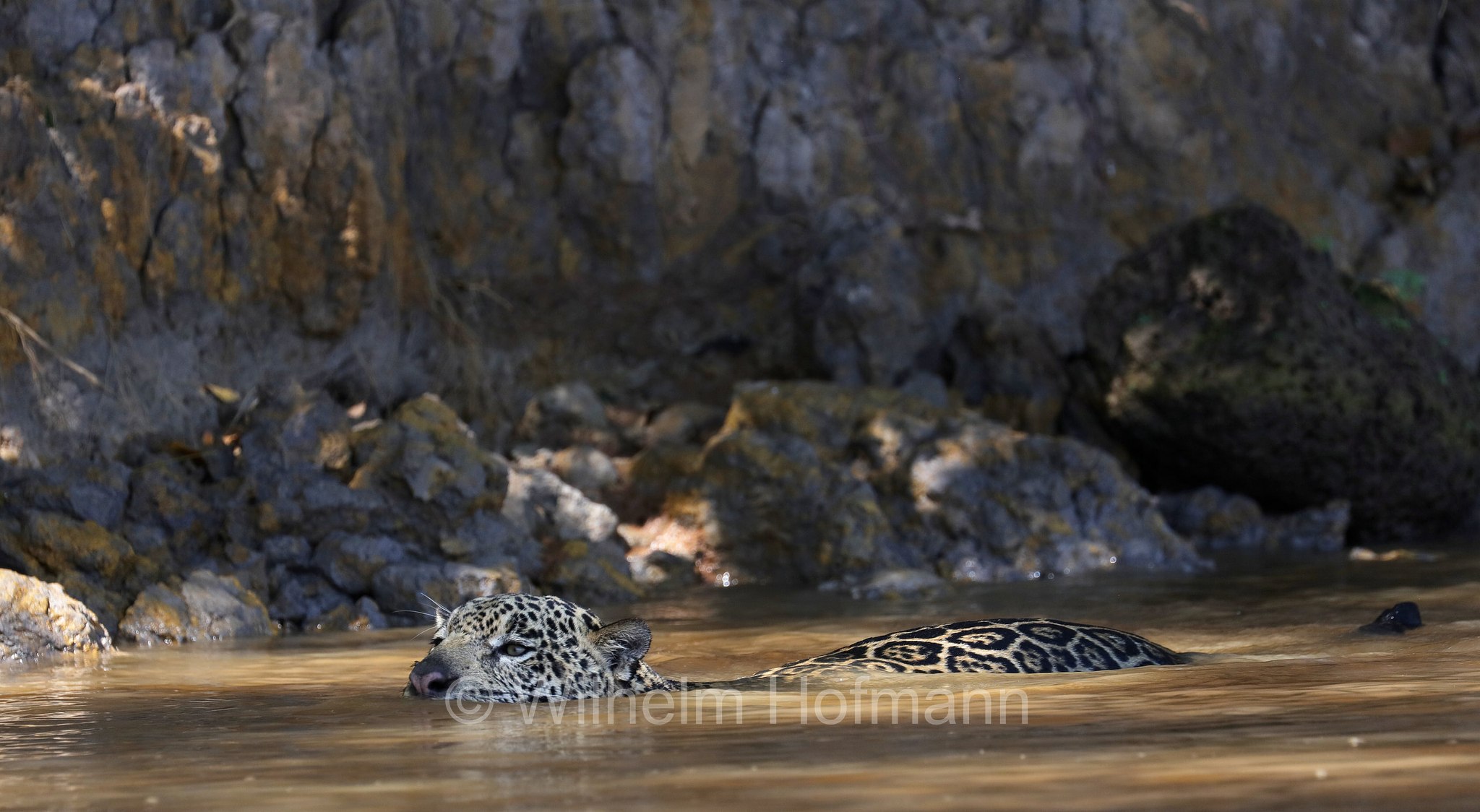 Jaguar, ﻿giaguaro, Panthera onca, Parque Estadual Encontro das Águas, Pantanal, Mato Grosso, Brazil, Brasil, Brasile, Brasilien
