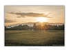 THE ONE - WILDLIFE & NATURE - "The Last Rays" - LIMITED EDITION 5 of 5