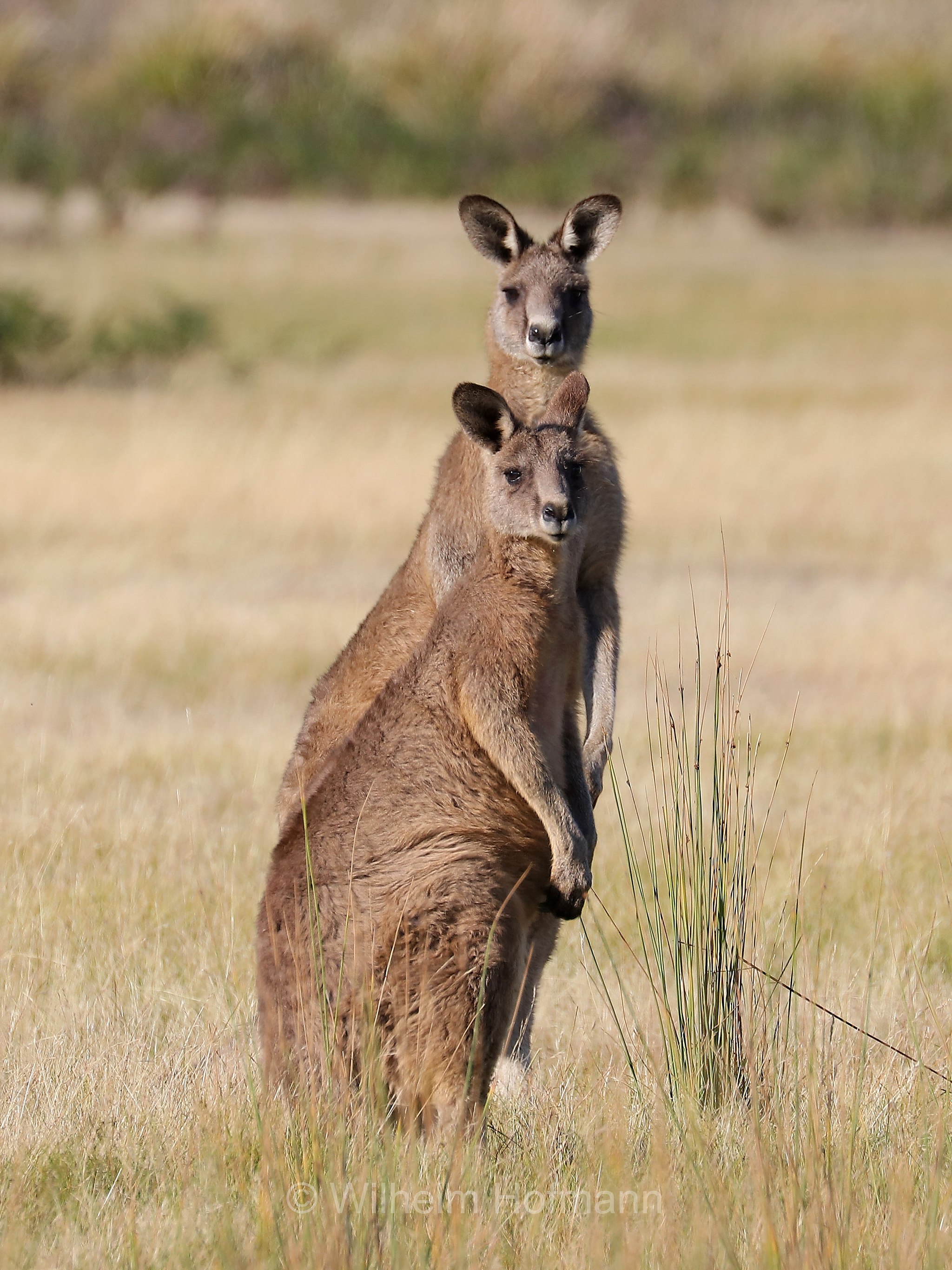 eastern grey kangaroo, gigantic large-foot, great grey kangaroo, forester kangaroo, Östliches Graues Riesenkänguru, canguro grigio orientale, Macropus giganteus, Narawntapu National Park, Narawntapu-Nationalpark, parco nazionale Narawntapu, Tasmania, Tasmanien, Australia, Austalien