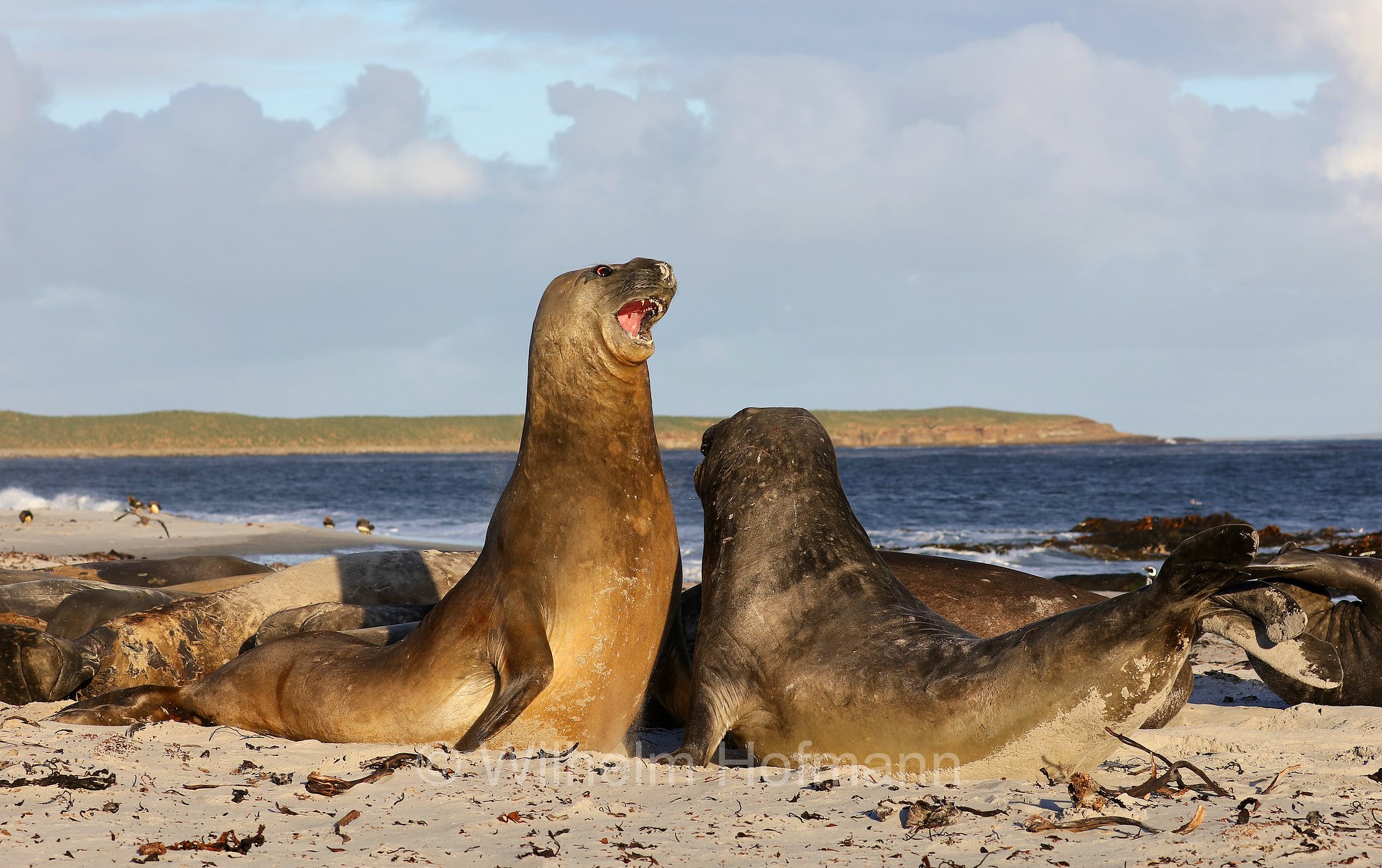 southern elephant seal, Südlicher See-Elefant, elefante marino meridionale, Mirounga leonina, Sealion Island, Sea Lion Island, Isla de los Leones Marinos, Falkland Islands, Falklandinseln, Isole Falkland