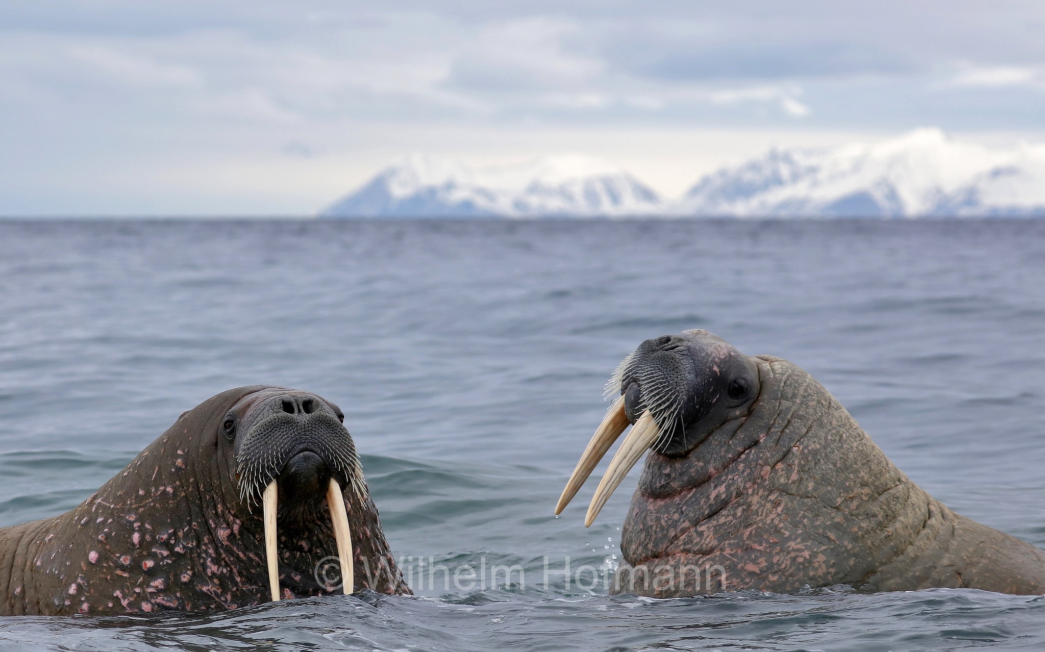 Odobenus rosmarus rosmarus, Atlantic walrus, Atlantisches Walross, tricheco dell'Atlantico, Forlandet National Park, Forlandet-Nationalpark, parco nazionale Forlandet, Prins Karls Forland, Prinz-Karl-Vorland, Svalbard, Spitzbergen, Norway, Norwegen, Norvegia