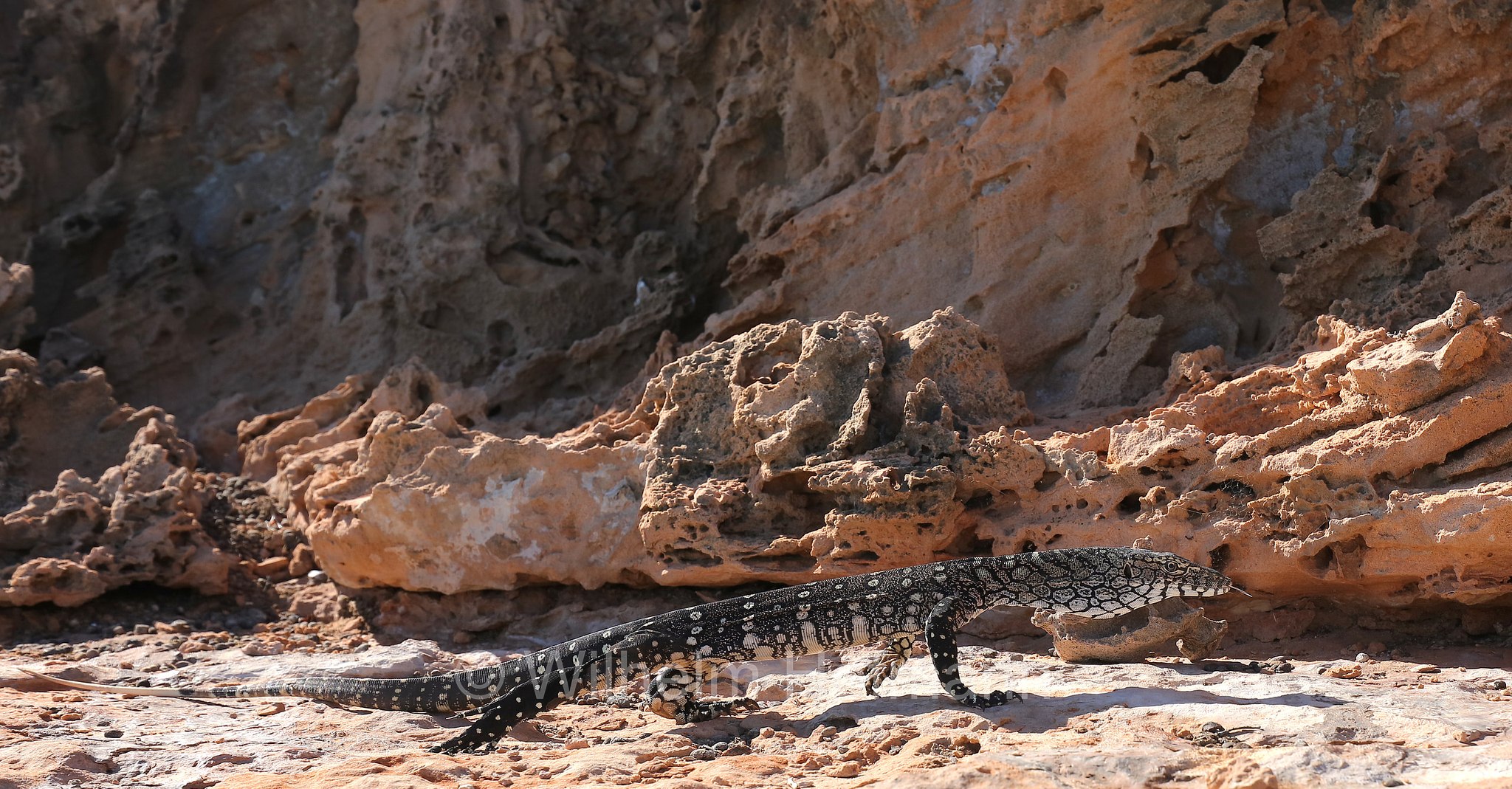 Varanus giganteus, perentie, Riesenwaran, varano gigante, Perentie, Ningaloo Coast, Coral Bay, Costa di Ningaloo, Western Australia, Westaustralien, Australia Occidentale, Australia, Australien