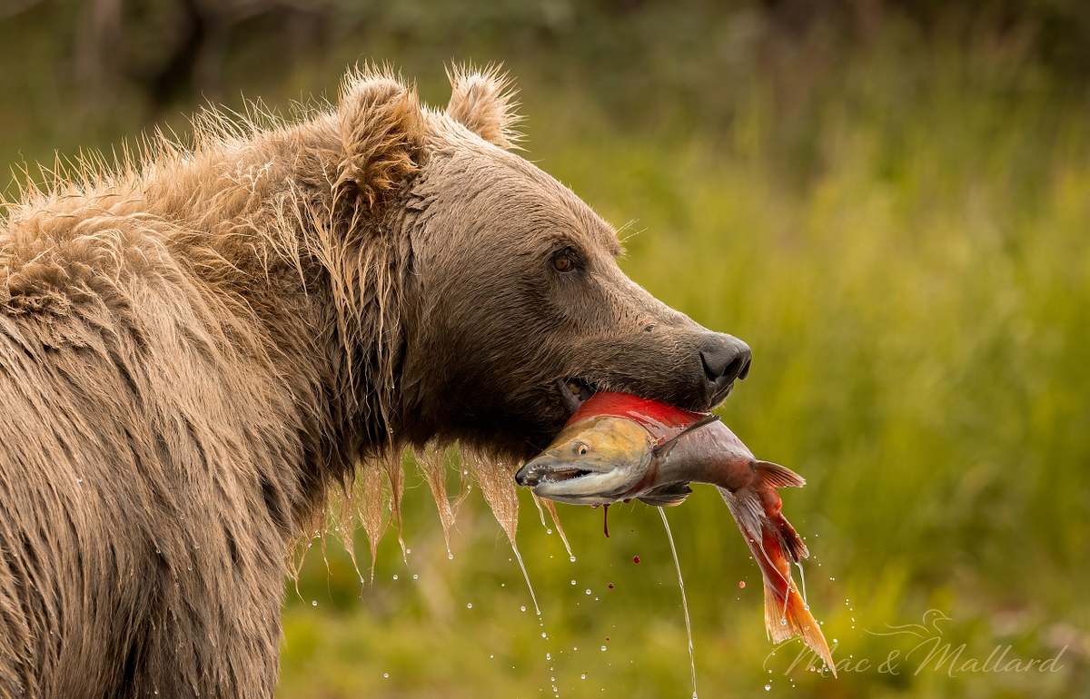 Brown,Bear,In,Alaska,Fishing,For,Salmon
