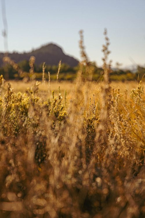 Sunlit Field