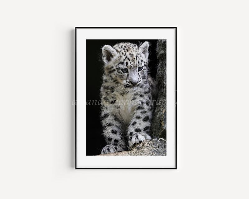 Snow Leopard Cub Print