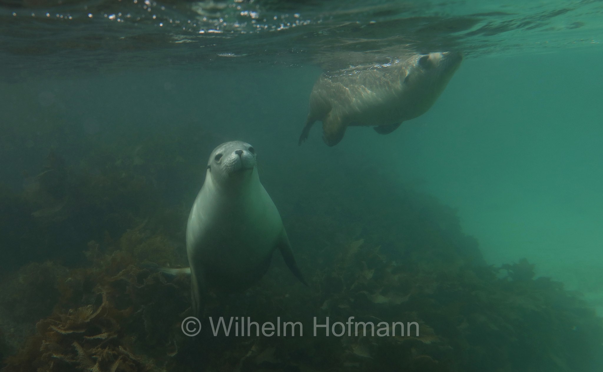 Australian sea lion, Australian sea-lion, Australian sealion, Australischer Seelöwe, leone marino australiano, Neophoca cinerea, Memory Cove, Lincoln National Park, Lincoln-Nationalpark, parco nazionale Lincoln, Eyre Peninsula, Eyre-Halbinsel, Penisola di Eyre, South Australia, Südaustralien, Australia Meridionale, Australia, Australien