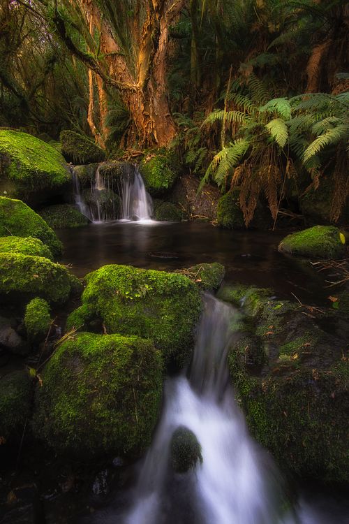 Waterfall, stream, river, creek, flowing water, long exposure, nature, landscape, travel, hiking, adventure, escape, light, rocks, moss, ferns, forest, Nicols, Dunedin, New Zealand, South Island, Otago
