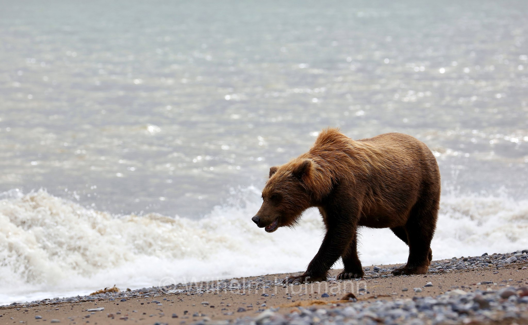 Ursus arctos gyas, Alaska Peninsula brown bear, peninsular grizzly, Alaska-Halbinsel-Braunbär, Alaska-Küstenbraunbär, Alaska-Braunbär, Großer Alaska-Braunbär, orso bruno della penisola dell'Alaska, grizzly peninsulare, grizzly costiero, grizzly gigante, Silver Salmon Creek, Lake Clark National Park, Lake Clark National Park and Preserve, Lake-Clark-Nationalpark, Parco nazionale e riserva di Lake Clark, Alaska, USA