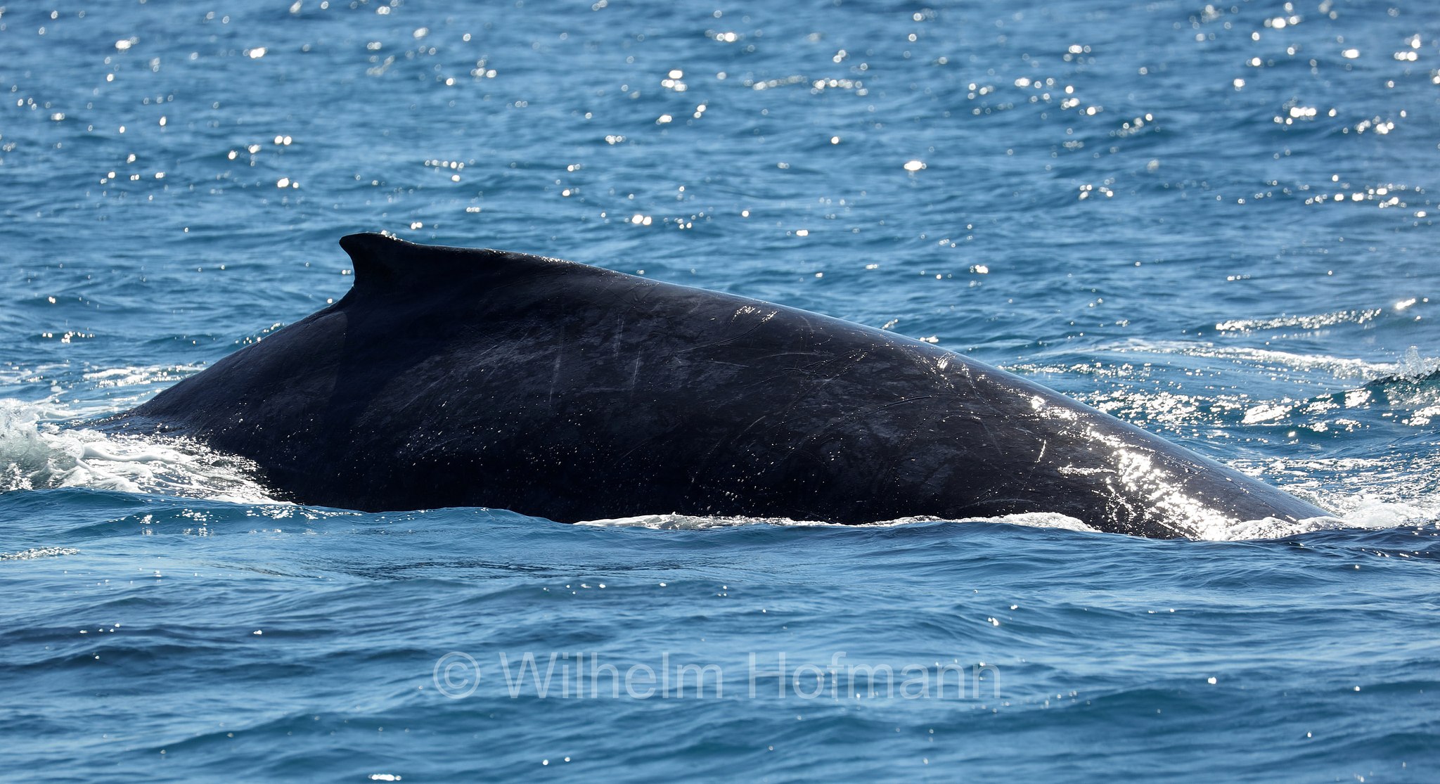 Humpback Whale, Buckelwal, megattera, Megaptera novaeangliae, Ningaloo Coast, Ningaloo Marine Park, Ningaloo Commonwealth Marine Reserve, Costa di Ningaloo, Western Australia, Westaustralien, Australia Occidentale, Australia, Australien