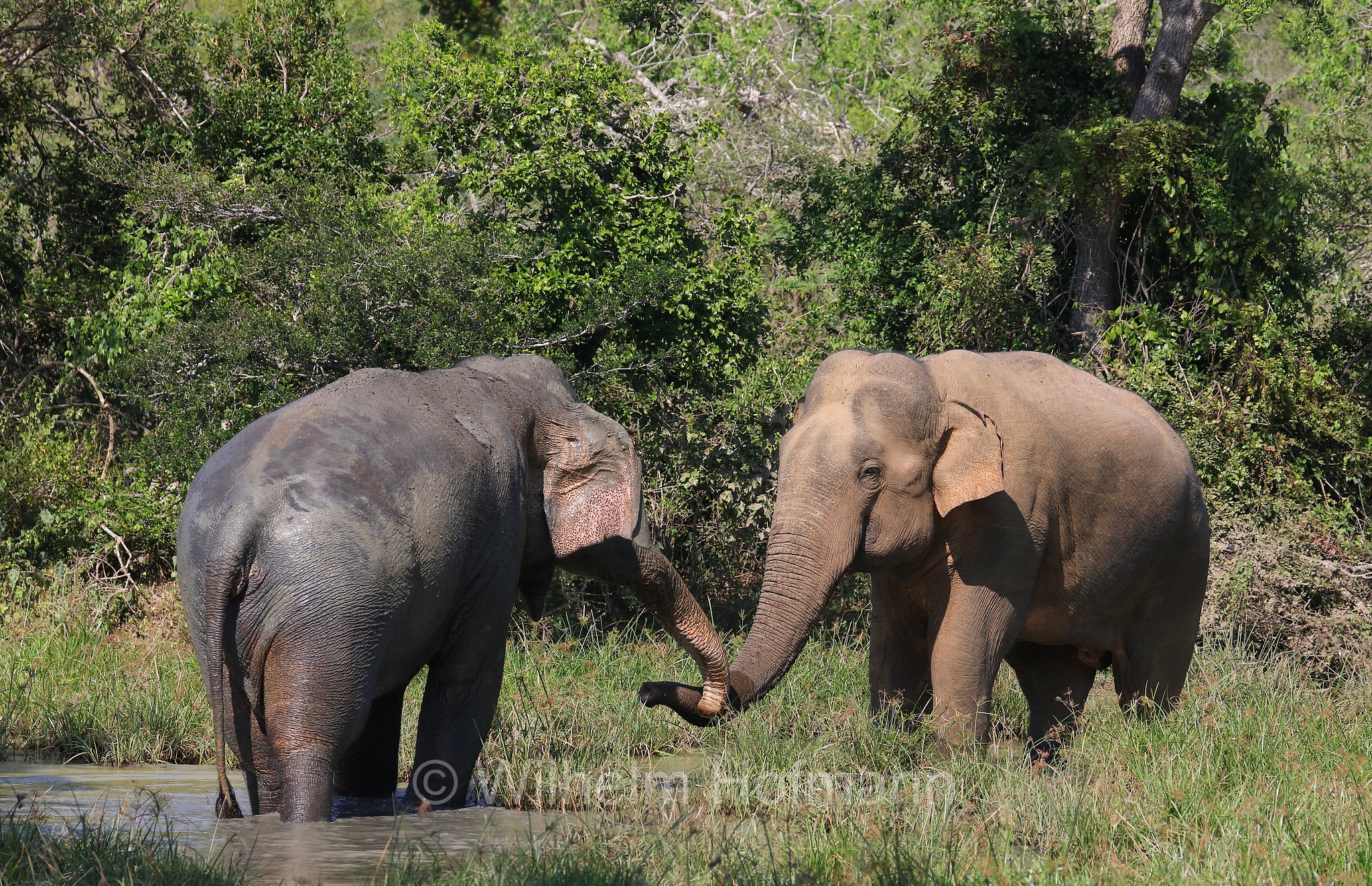 Sri Lankan elephant, Sri-Lanka-Elefant, Ceylon-Elefant, elefante dello Sri Lanka, Elephas maximus maximus, Sri Lanka, Bundala National Park, Bundala Nationalpark, Parco nazionale Bundala