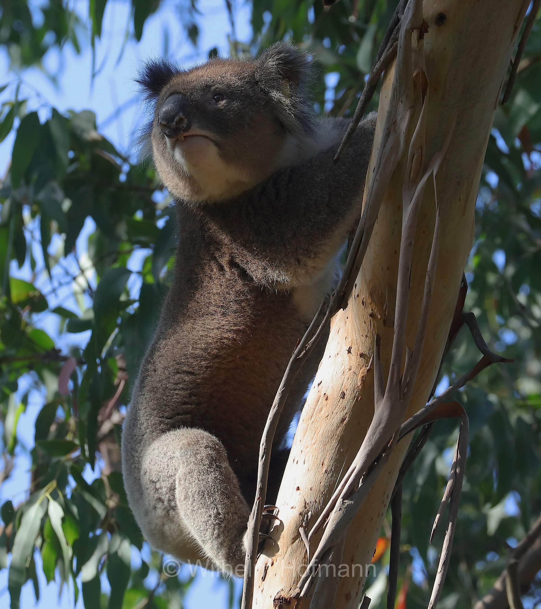 koala, Koala, Koalabär, Beutelbär, Manna Gum Drive, Great Otway National Park, Great-Otway-Nationalpark, parco nazionale Great Otway, Victoria, Australia, Australien