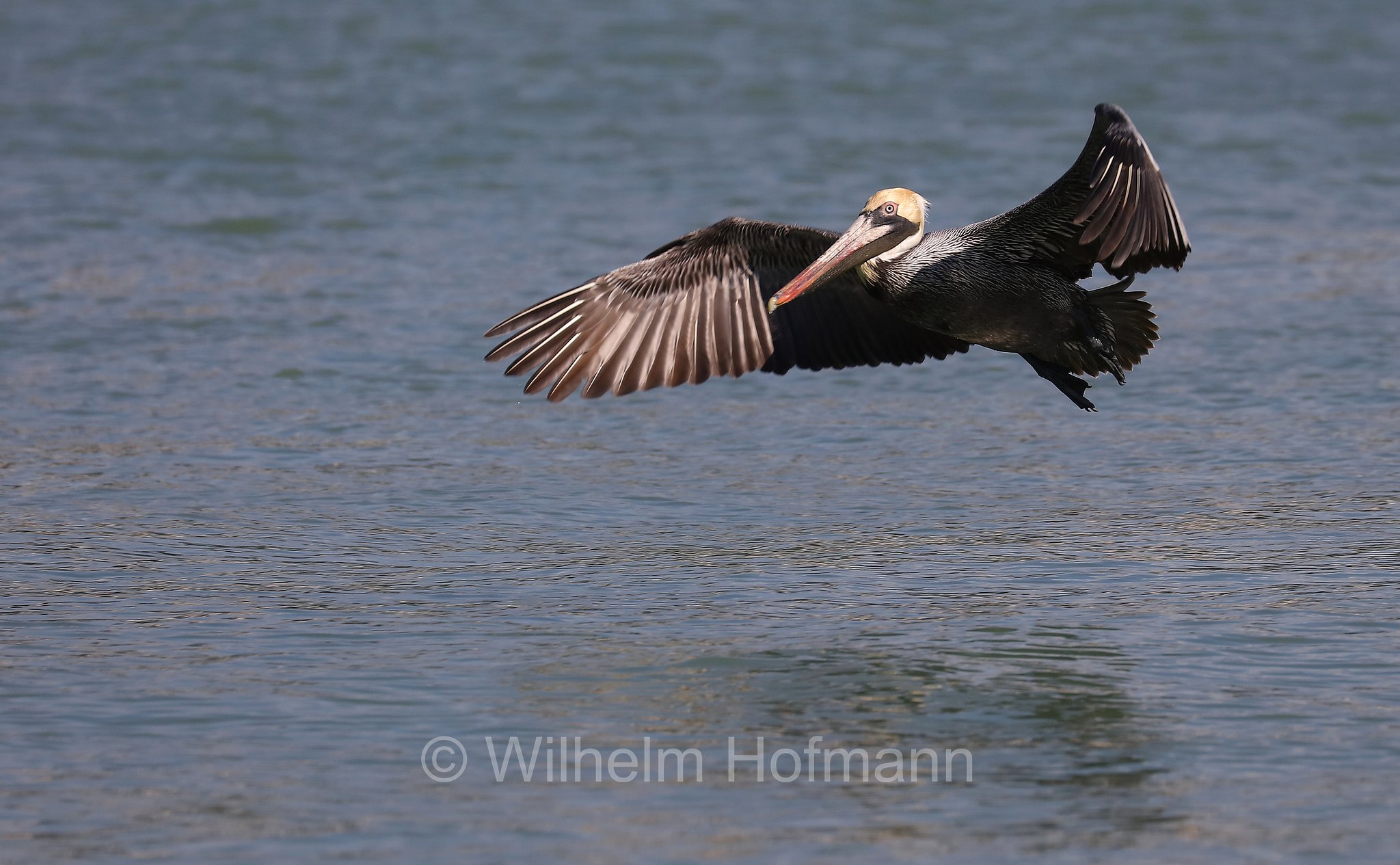 Pelecanus occidentalis carolinensis, brown pelican, Braunpelikan, Brauner Pelikan, Meerespelikan, pellicano bruno orientale, John's Pass, Hubbard's Marina, Florida, USA
