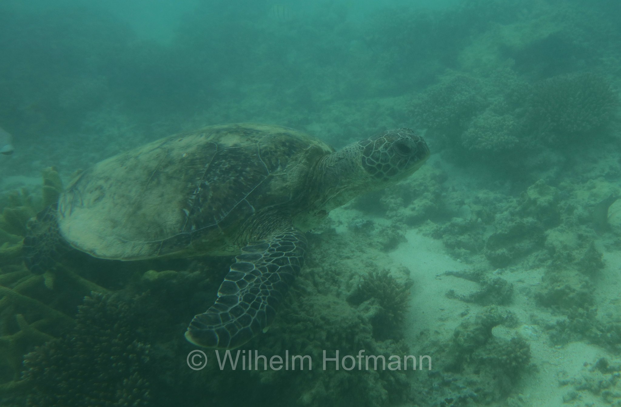 Chelonia mydas, green sea turtle, green turtle, black sea turtle, Pacific green turtle, Grüne Meeresschildkröte, tartaruga verde, Oyster Stacks, Ningaloo Coast, Costa di Ningaloo, Cape Range National Park, Cape-Range-Nationalpark, Western Australia, Westaustralien, Australia Occidentale, Australia, Australien