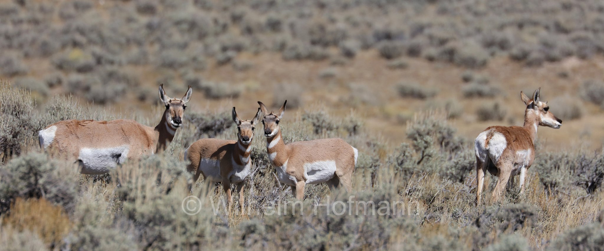Antilocapra americana, pronghorn, American antelope, prong buck, pronghorn antelope, prairie antelope, Gabelbock, Gabelhornantilope, Gabelantilope, Gabelhorntier, Pronghorn, antilocapra, Carbon County, Wyoming, USA