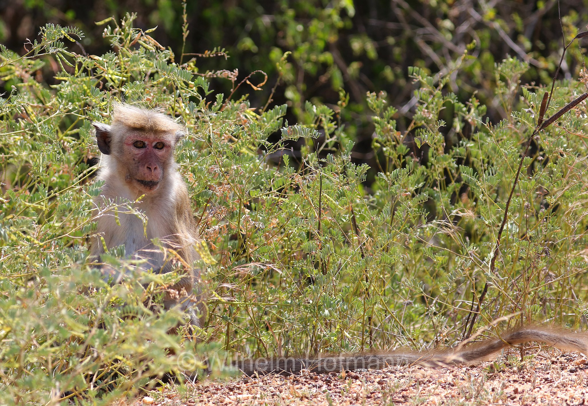 toque macaque, Ceylon-Hutaffe, macaco dal berretto, ﻿Macaca sinica, Kirinda, Sri Lanka