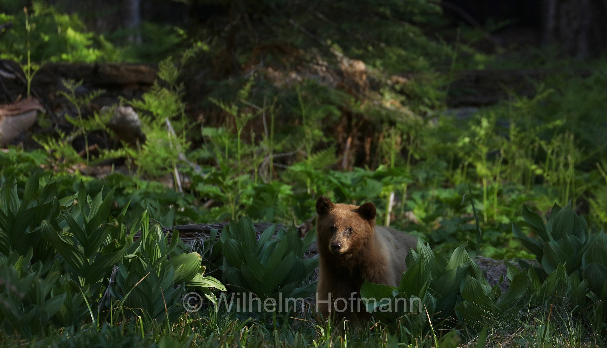 Ursus americanus, American black bear, black bear, Amerikanischer Schwarzbär, Baribal, orso nero, baribal, Crescent Meadow, Sequoia National Park, Sequoia-Nationalpark, Parco nazionale di Sequoia, California, Kalifornien, USA