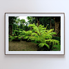 THE ONE - WILDLIFE & NATURE - "Fern First" - LIMITED EDITION 4 of 5