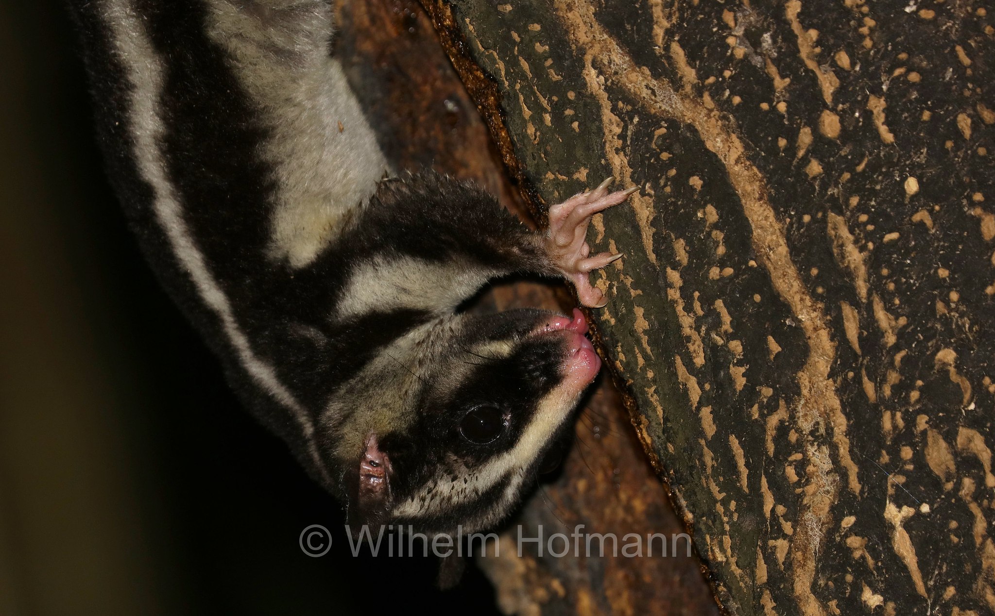 Dactylopsila trivirgata, striped possum, common striped possum, Großer Streifenbeutler, opossum striato grande, Crater Lakes National Park, Crater-Lakes-Nationalpark, Queensland, Australia, Australien