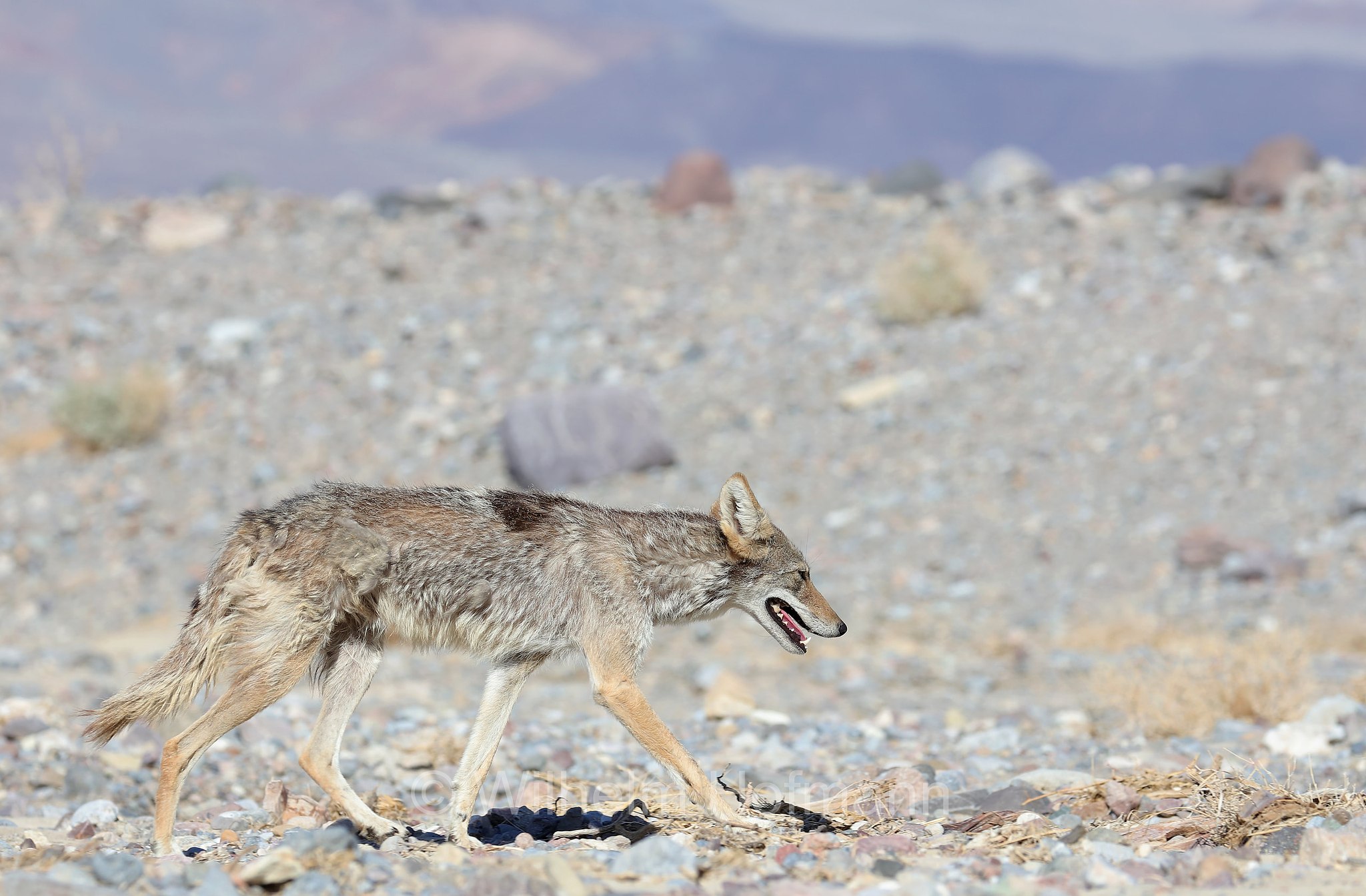 Canis latrans, coyote, American jackal, prairie wolf, brush wolf, Kojote, Präriewolf, Steppenwolf, coiote, lupo delle praterie, Furnace Creek, Death Valley National Park, Death-Valley-Nationalpark, Valle della Morte, California, Kalifornien, USA