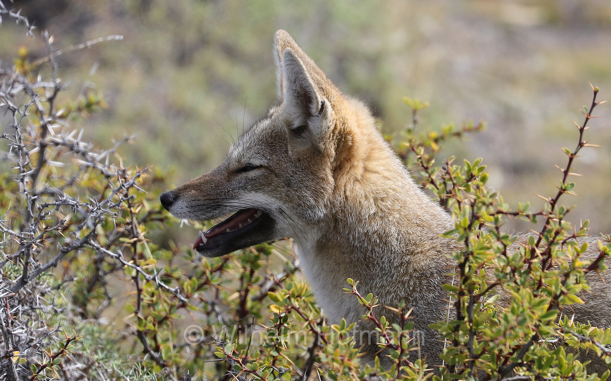 South American gray fox, South American grey fox, Patagonian fox, chilla, zorro gris, Argentinischer Kampfuchs, Patagonischer Fuchs, Grauer Andenfuchs, Chilla, chilla, volpe grigia sudamericana, volpe grigia argentina, Lycalopex griseus, Torres del Paine National Park, Patagonia, Patagonien, Chile, Cile