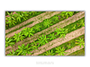 THE ONE - AERIAL PRINTS - "In The Rows" - LIMITED EDITION 5 of 5