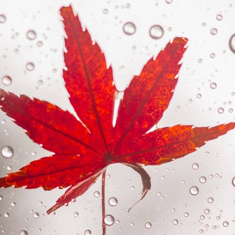 La feuille d'érable sous la pluie