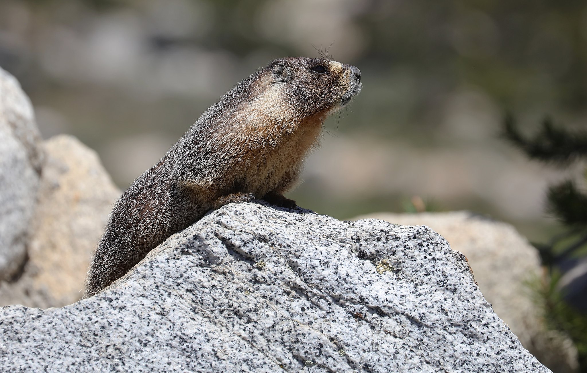 Marmota flaviventris, yellow-bellied marmot, rock chuck, Gelbbauchmurmeltier, marmotta dal ventre giallo, ﻿Tuolumne Meadows, Yosemite National Park, Yosemite-Nationalpark, Parco nazionale di Yosemite, California, USA