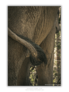 COLLECTION - GIANTS OF THE LAND VERTICAL - "Last Detail" - LIMITED EDITION 10 of 10