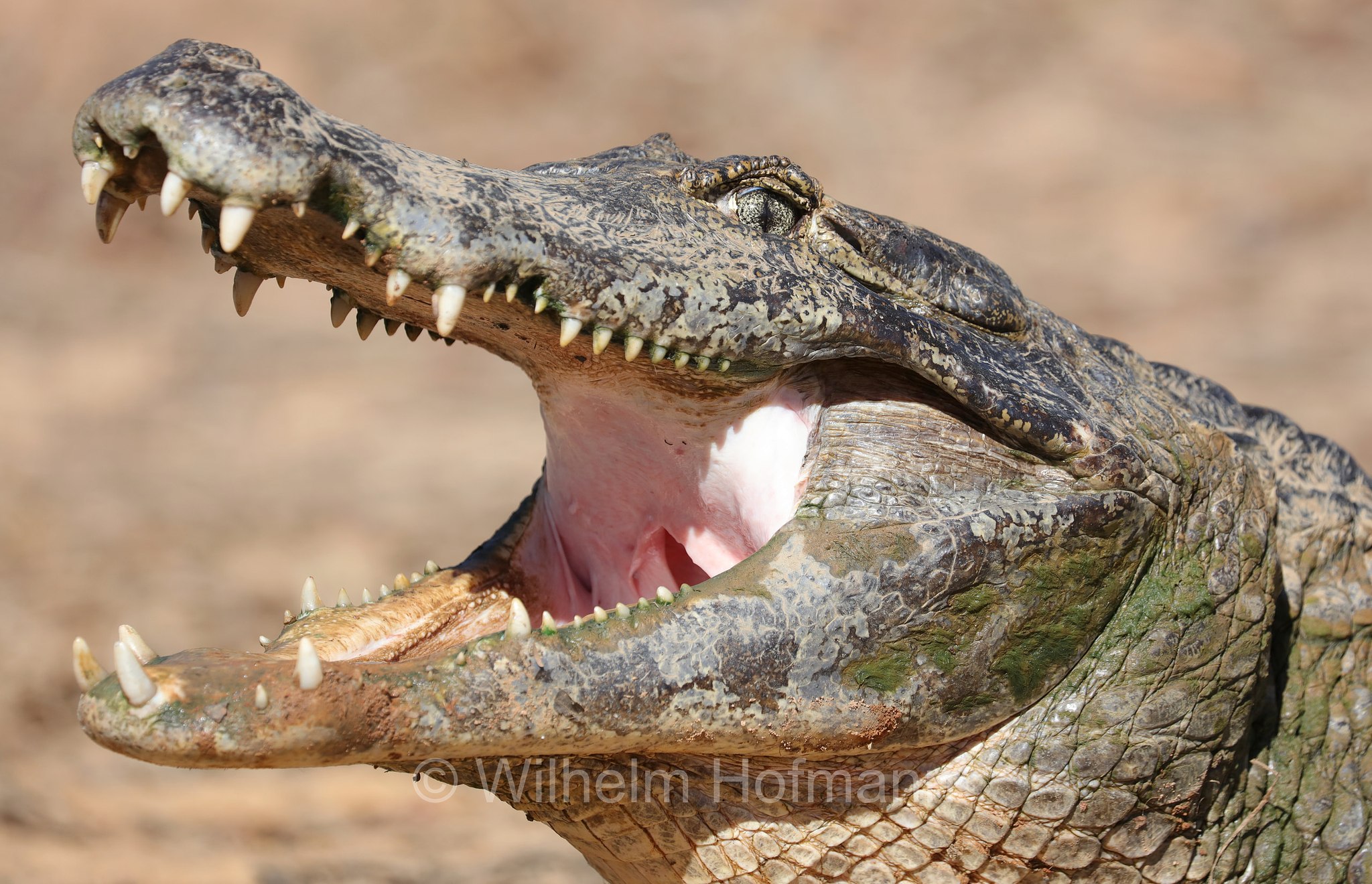 yacare caiman, jacare caiman, Paraguayan caiman, piranha caiman, red caiman, southern spectacled caiman, Brillenkaiman, caimano jacarè, Caiman yacare, Pantanal, Mato Grosso, Brazil, Brasil, Brasile, Brasilien