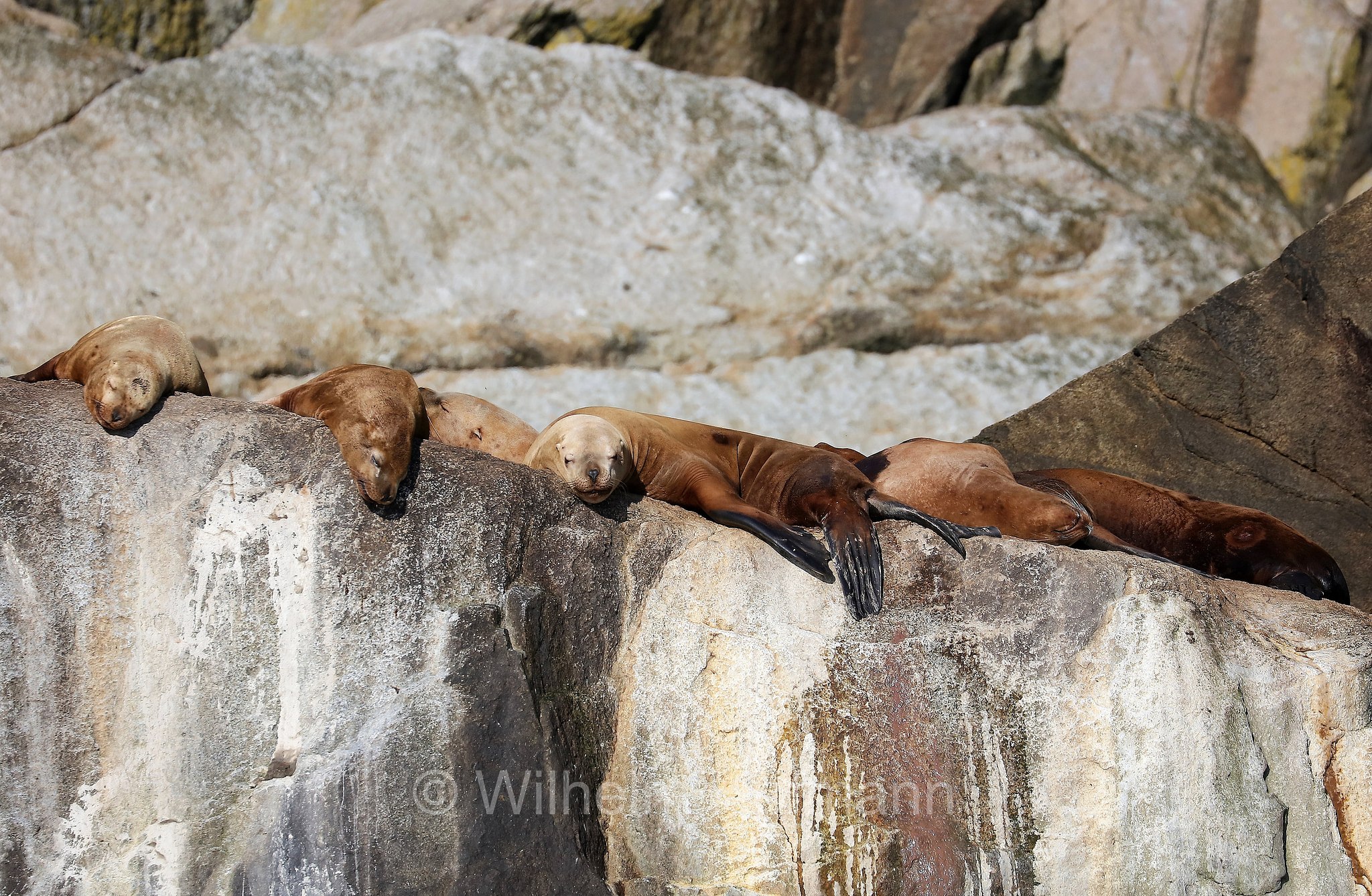 Ochotona collaris, Steller sea lion, Steller's sea lion, northern sea lion, Stellerscher Seelöwe, Steller-Seelöwe, leone marino di Steller, Kenai Fjords National Park, Kenai-Fjords-Nationalpark, Parco nazionale dei Fiordi di Kenai, Alaska, USA
