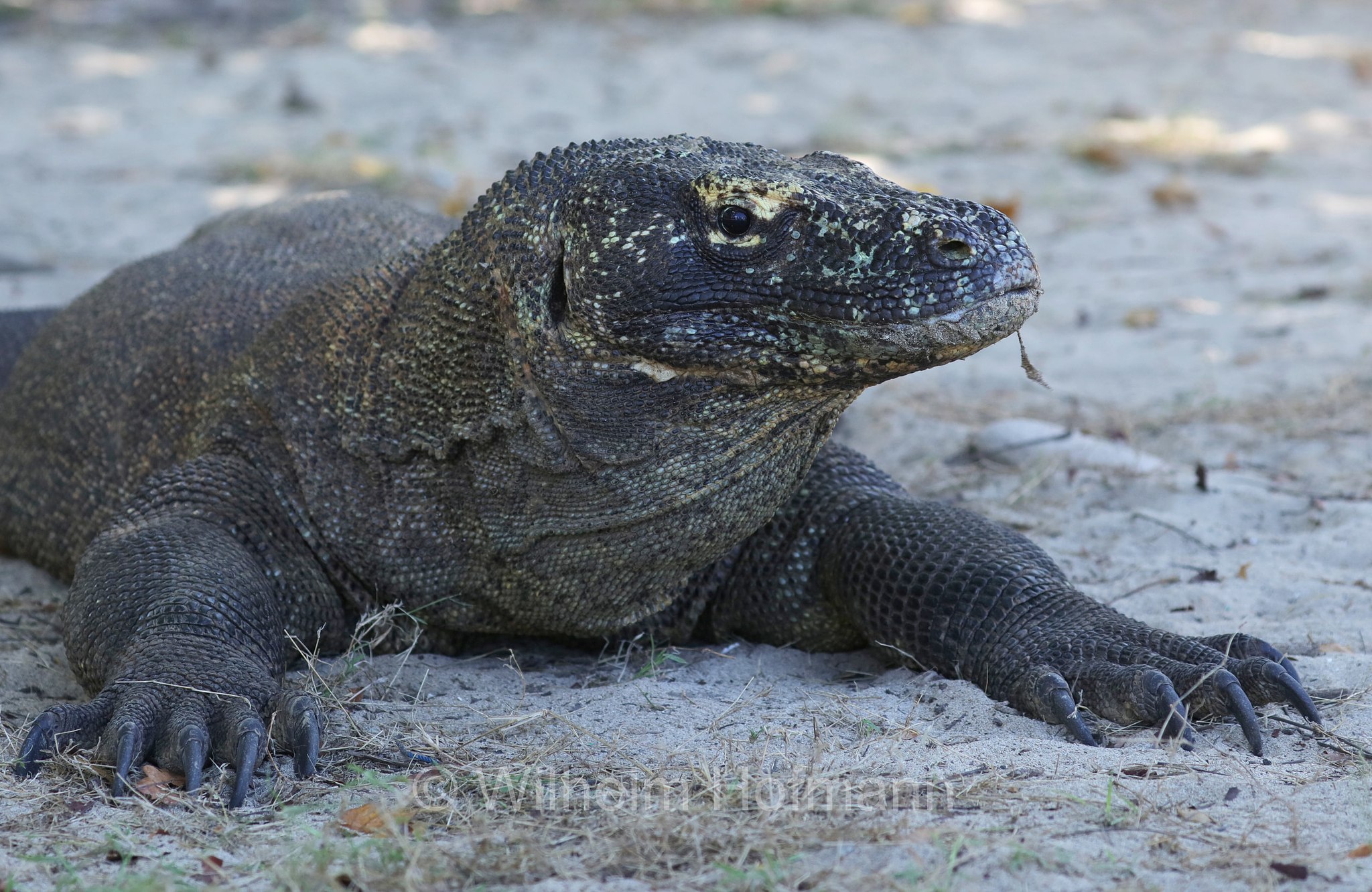 Komodo dragon, Komodo monitor, Komodowaran, Komododrache, varano di Komodo, drago di Komodo, Varanus komodoensis, Komodo Island, Komodo, Lesser Sunda Islands, Kleine Sundainseln, Piccole Isole della Sonda, Nusa Tenggara Islands, Kepulauan Nusa Tenggara, Indonesia, Indonesien