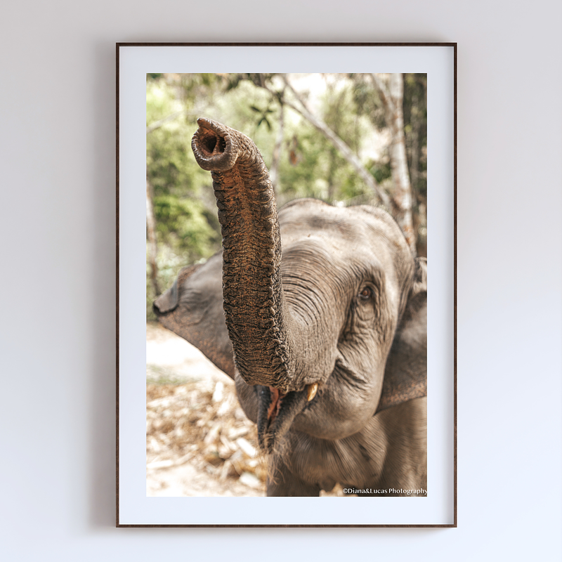 THE ONE - WILDLIFE & NATURE - "Look at Me" - LIMITED EDITION 5 of 5