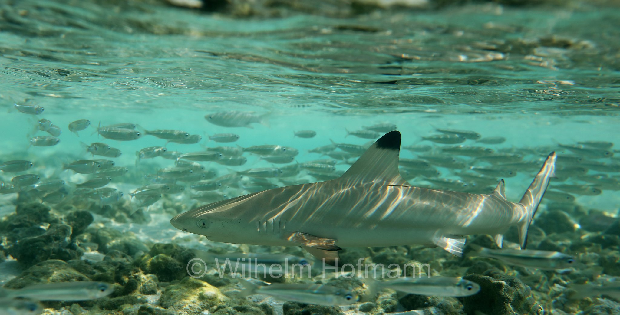 blacktip reef shark, Schwarzspitzen-Riffhai, squalo pinna nera del reef, Carcharhinus melanopterus, Malediven, Maldives, Maledive, fihalhohi island resort