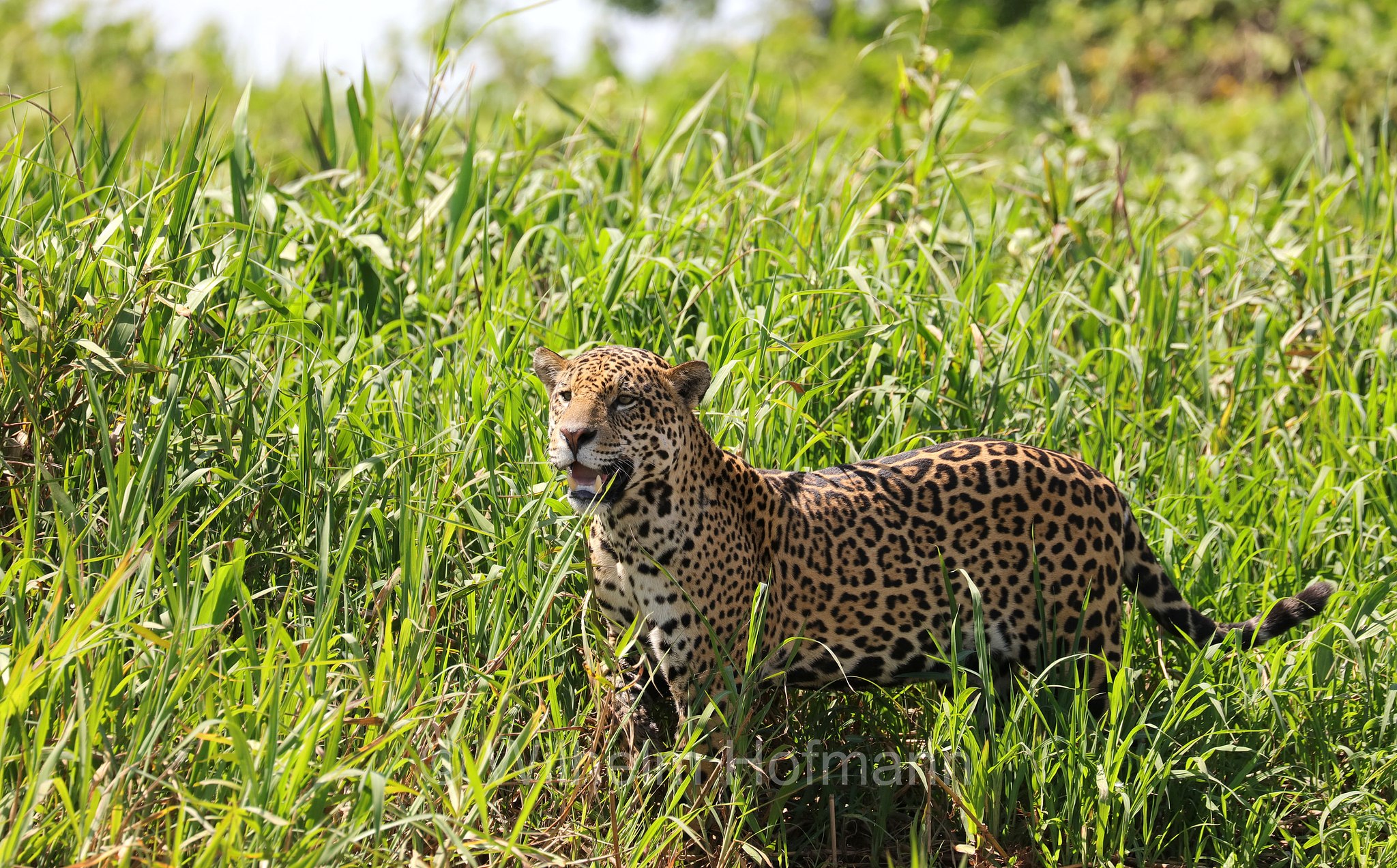 Jaguar, ﻿giaguaro, Panthera onca, Parque Estadual Encontro das Águas, Pantanal, Mato Grosso, Brazil, Brasil, Brasile, Brasilien