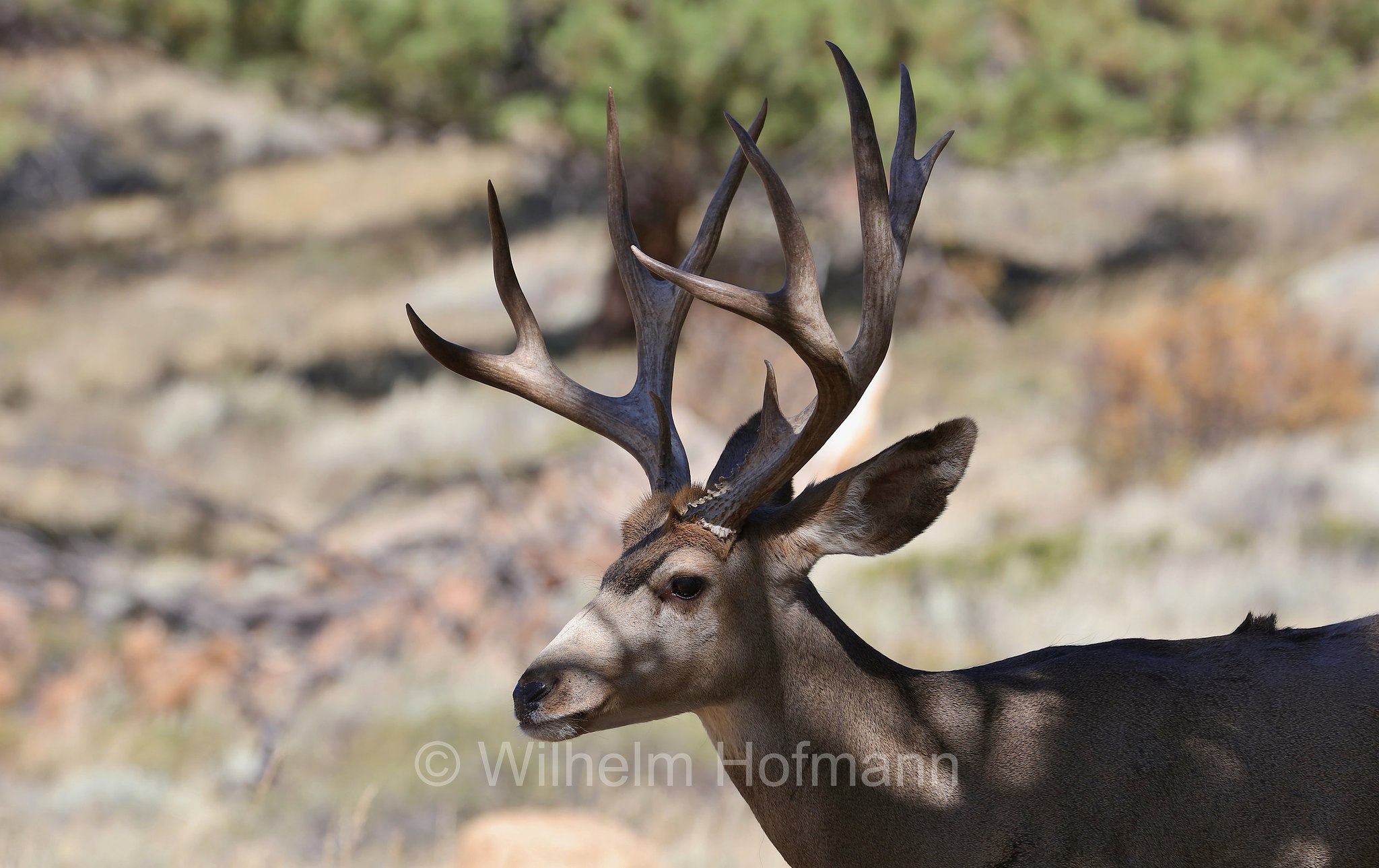 Odocoileus hemionus hemionus, Rocky Mountain Mule Deer, Rocky-Mountain-Maultierhirsch, cervo mulo delle Rocciose, ﻿﻿Beaver Meadows, Rocky Mountain National Park, ﻿Rocky-Mountain-Nationalpark, parco nazionale delle Montagne Rocciose, Colorado, USA