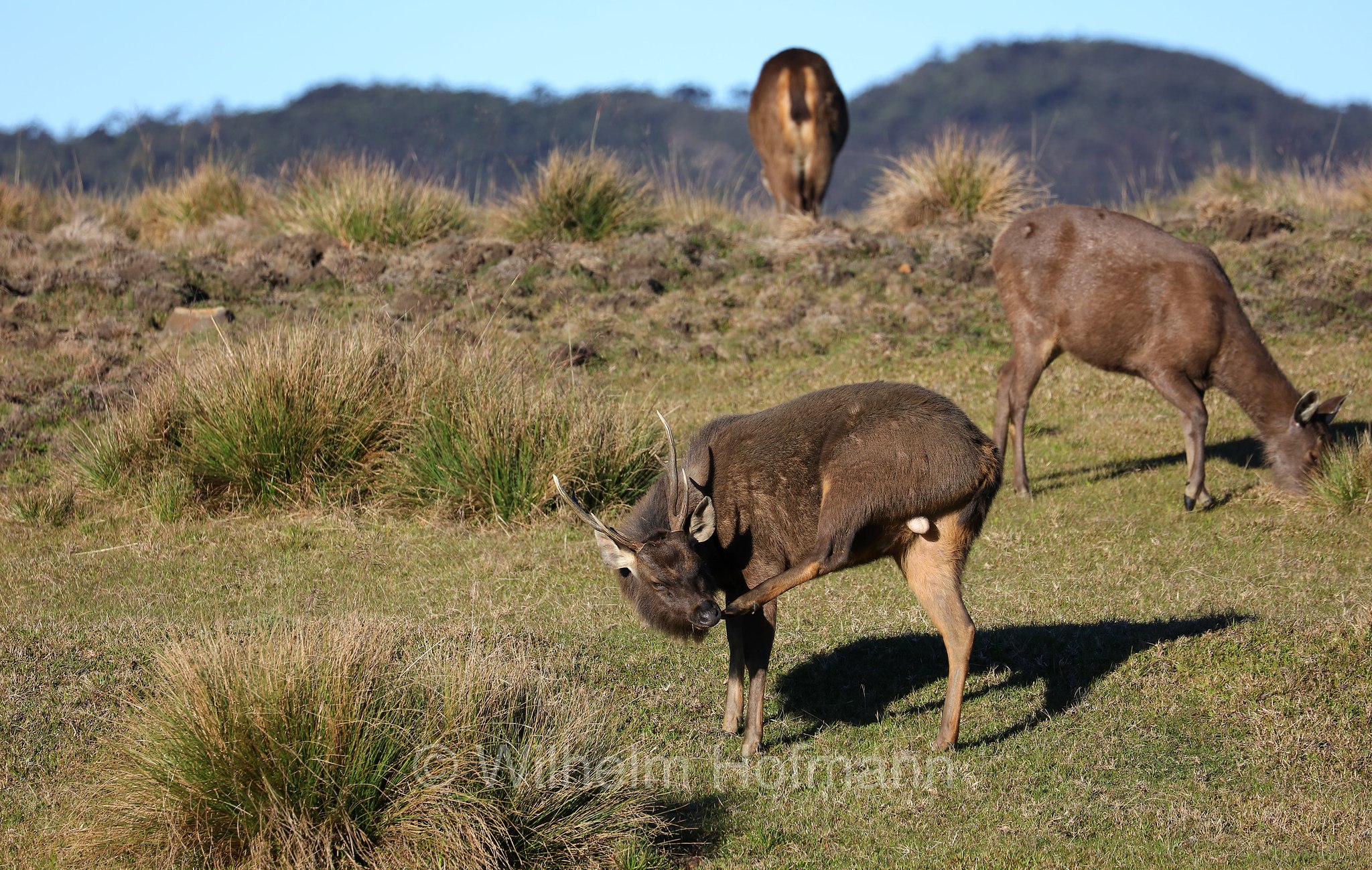 Sri Lankan sambar, Indian sambar, Sri-Lanka-Sambar, sambar indiano, cervo sambar, Rusa unicolor unicolor, Horton Plains National Park, Horton-Plains-Nationalpark, parco nazionale Horton Plains, Sri Lanka