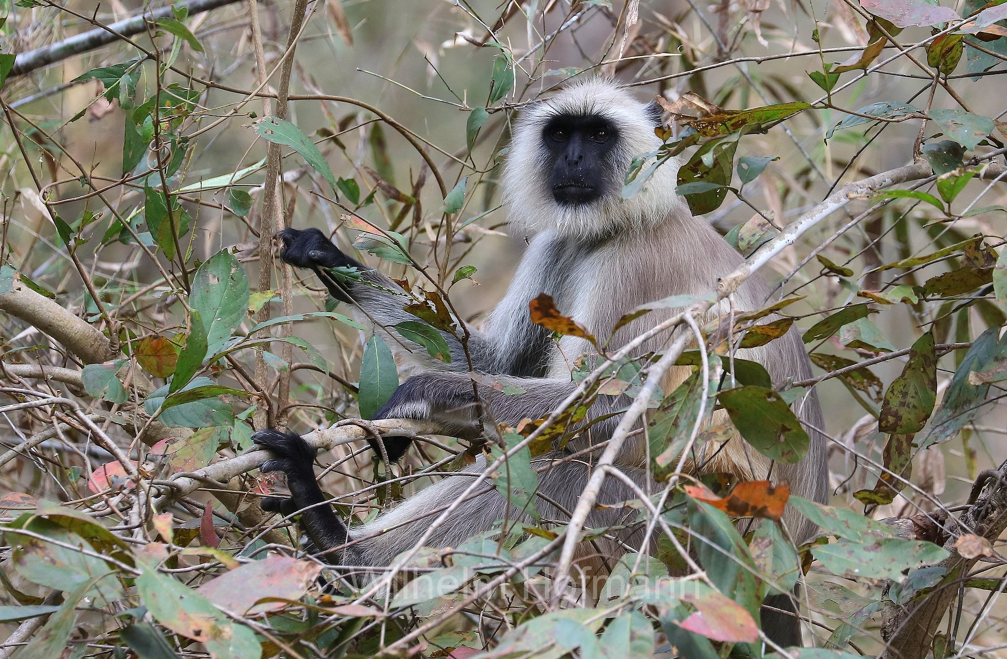 northern plains gray langur, sacred langur, Bengal sacred langur, Hanuman langur, Bengalischer Hanuman-Langur, entello delle pianure settentrionali, entello grigio, Kanha National Park, Kanha-Nationalpark, parco nazionale di Kanha, Madhya Pradesh, India, Indien