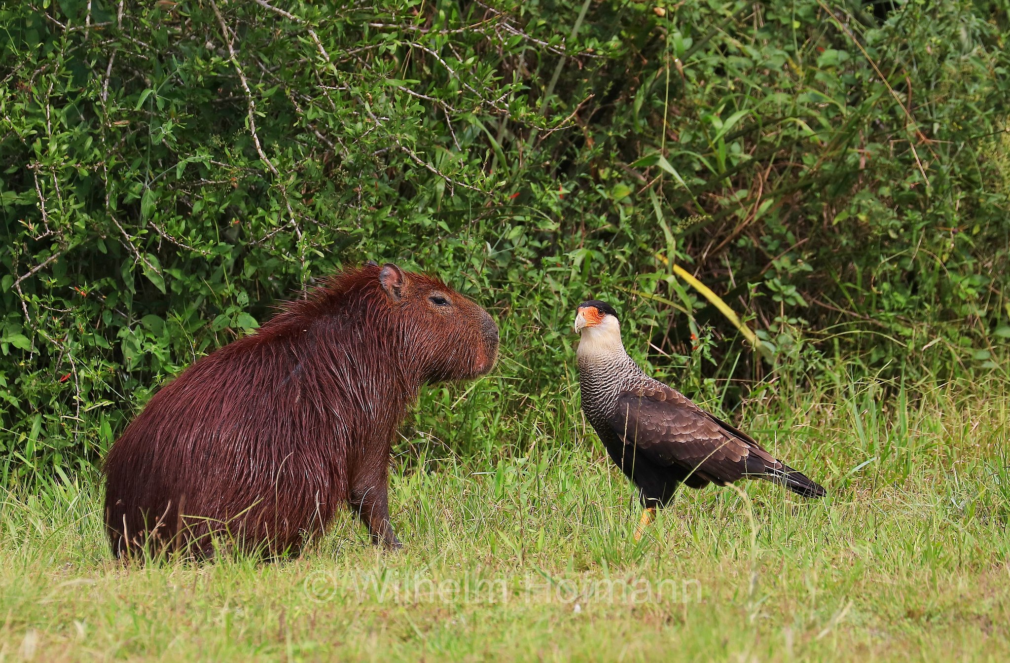 capybara, greater capybara, Wasserschwein, capibara, idrochéro, capivara, chigüire, nutriae, quiuit, chigüiro, fercho, carpincho, ronsoco, Hydrochoerus hydrochaeris, Iberá Wetlands, Esteros del Iberá, Corrientes, Argentina, Argentinien
