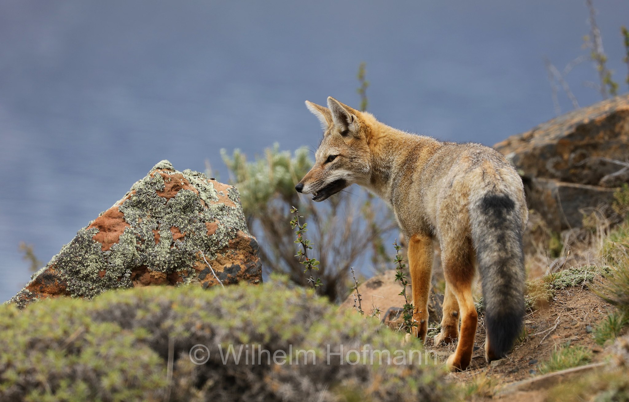 South American gray fox, Patagonian fox, chilla, zorro gris, Argentinischer Kampfuchs, Patagonischer Fuchs, Grauer Andenfuchs, Chilla, chilla, volpe grigia sudamericana, volpe grigia argentina, Lycalopex griseus, Torres del Paine National Park, Patagonia, Patagonien, Chile, Cile