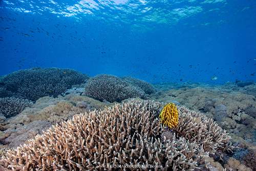Anneissia bennetti - Bennet's bushy feather star on Acropora