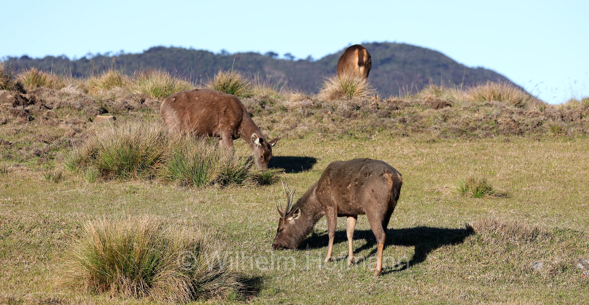 Sri Lankan sambar, Indian sambar, Sri-Lanka-Sambar, sambar indiano, cervo sambar, Rusa unicolor unicolor, Horton Plains National Park, Horton-Plains-Nationalpark, parco nazionale Horton Plains, Sri Lanka