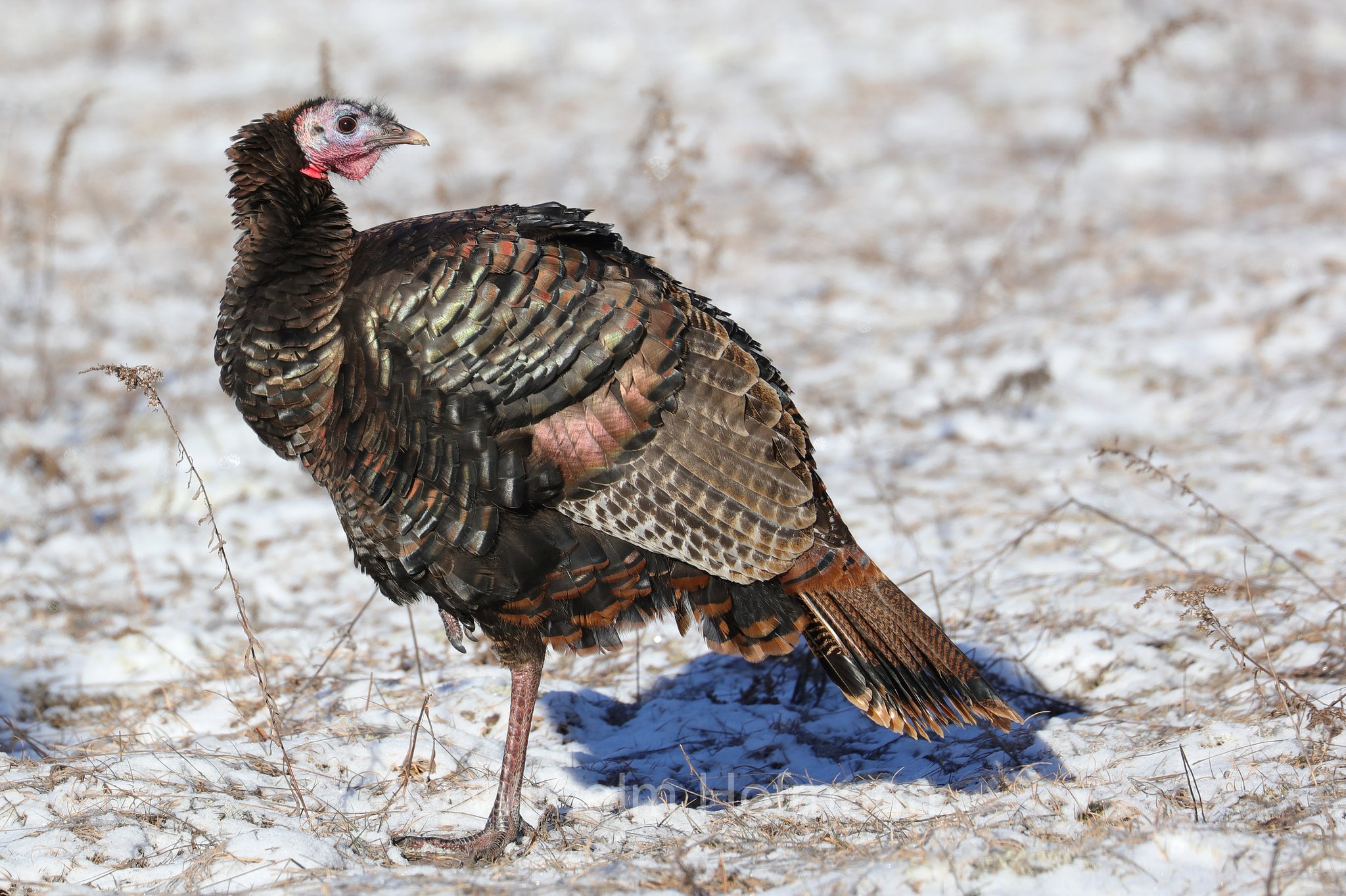 Meleagris gallopavo, wild turkey, Truthuhn, Truthahn, tacchino selvatico, Spruce Bog Boardwalk Trail, Algonquin Provincial Park, Parco provinciale di Algonquin, Ontario, Canada, Kanada