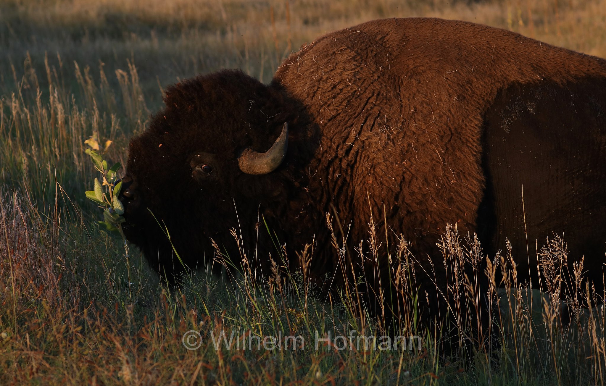 Plains bison, Präriebison, bisonte delle pianure, Bison bison bison, Wind Cave National Park, Wind-Cave-Nationalpark, Parco nazionale di Wind Cave, South Dakota, Dakota del Sud, USA