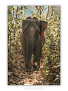 COLLECTION - GIANTS OF THE LAND VERTICAL - "Good Light" - LIMITED EDITION 10 of 10