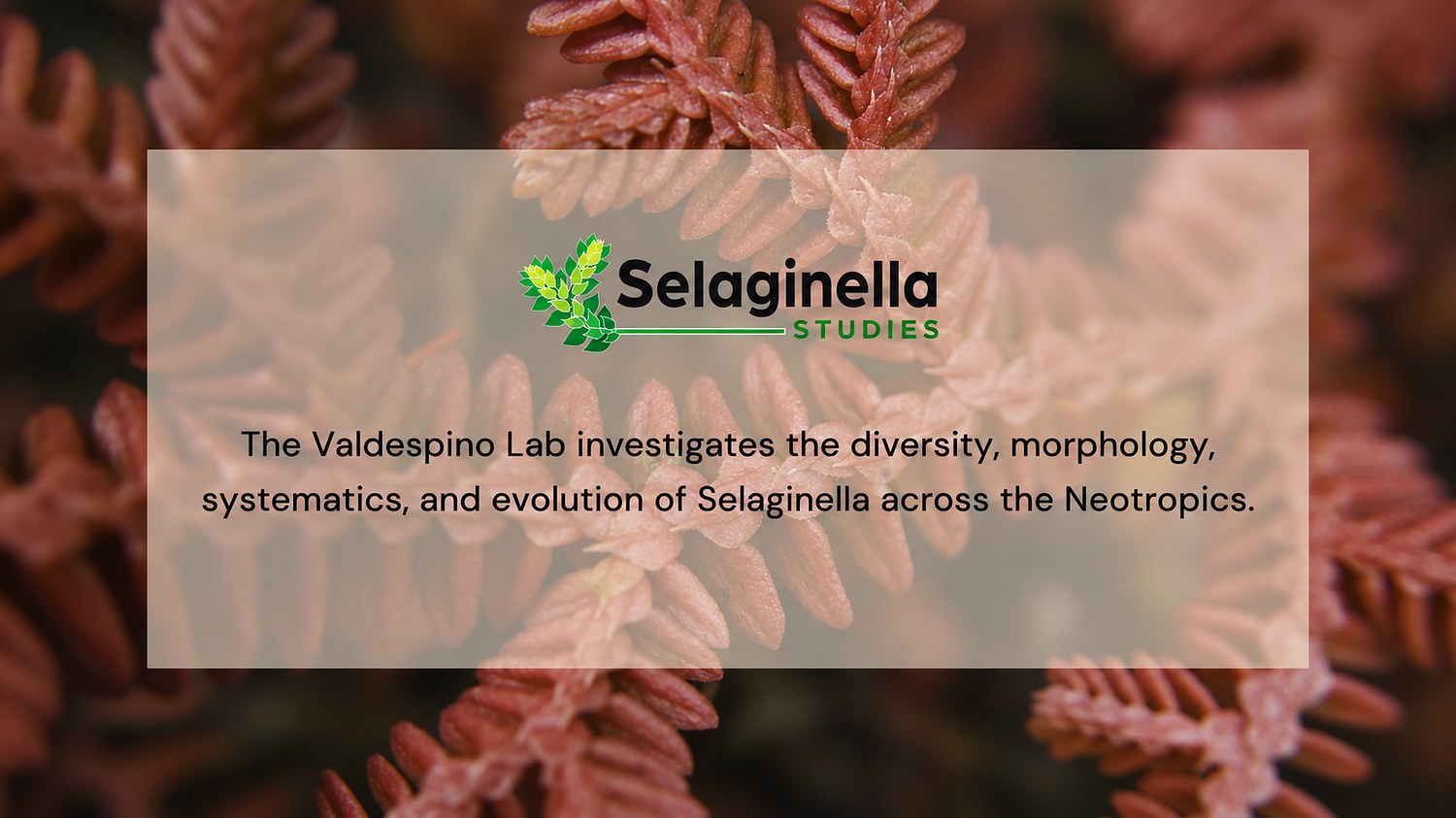 Selaginella