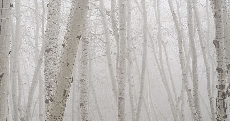 Aspen Grove - Fog