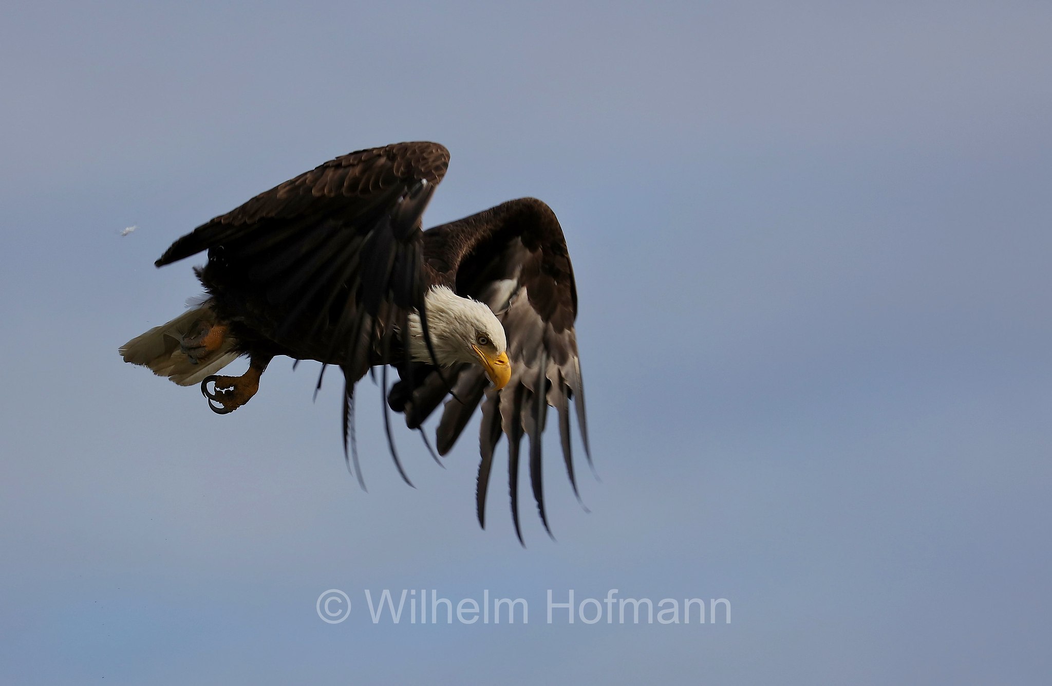 Haliaeetus leucocephalus, bald eagle, Weißkopfseeadler, aquila di mare testabianca, aquila calva, Homer Spit, Kachemak Bay, Kenai Peninsula, Kenai-Halbinsel, Penisola di Kenai, Alaska, USA